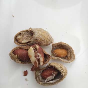 Çerezya Kabuklu Yer Fıstığı