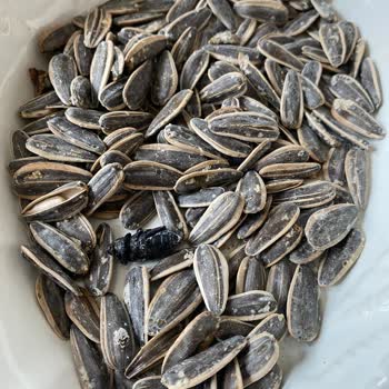 Amigo Tuzlu Ay Çekirdeğinde Kavrulmuş Kara Böcek