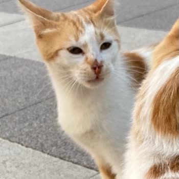 Rixos Hotels Rixos Premium Göcek'te Kediler Aç! Hayvan Hakları Hiçe Sayılıyor!