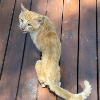 Rixos Hotels Rixos Premium Göcek'te Kediler Aç! Hayvan Hakları Hiçe Sayılıyor!