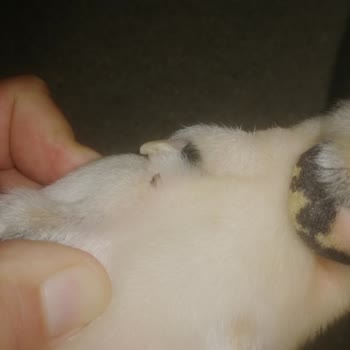 Kiptaş Evcil Hayvanımdan 20 Tane Kene Çıktı, İlaçlama Yapılmadı