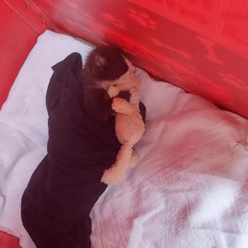 Küçükçekmece Belediyesi Veteriner Hizmetleri Kötü