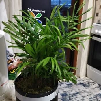 Çiçek Sepeti Yanlış Çiçek Yolladı!