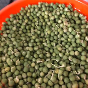 Egeden.kapiniza (Instagram) Platformundan Alınan Malın Bozuk Çıkması