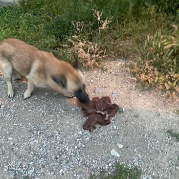 Köfteci Yusuf Bozuk Ve Kokan Et