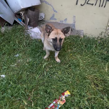 Köfteci Yusuf Bozuk Ve Kokan Et