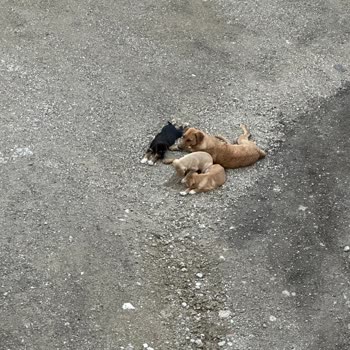 ABB - Ankara Büyükşehir Belediyesi Başıboş Sokak Köpekleri