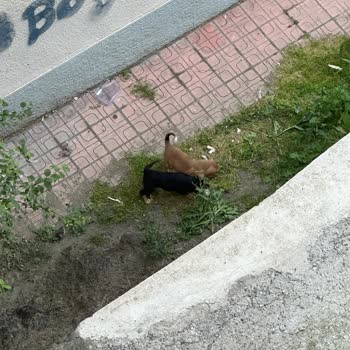 ABB - Ankara Büyükşehir Belediyesi Başıboş Sokak Köpekleri