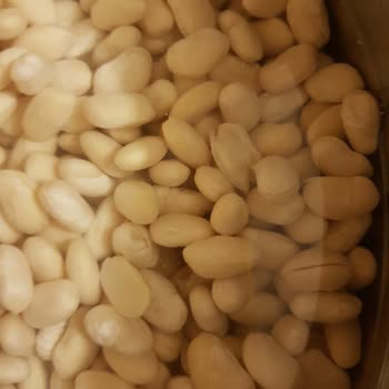 Hasata İkiye Ayrılan Kuru Fasulye