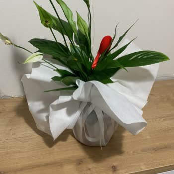 Çiçek Sepeti Çiçeksiz Çiçek Yollamış!