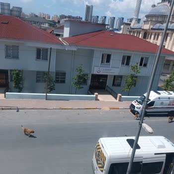 Esenyurt Belediyesi Akçaburgaz Sokak Köpekleri