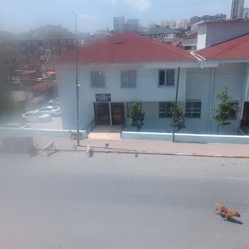 Esenyurt Belediyesi Akçaburgaz Sokak Köpekleri