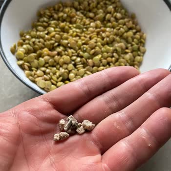 Tat Bakliyatın Sattığı Mercimekten Taş Çıkması