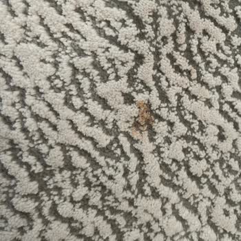 Güney Halı Yıkama Konya Verdiğime Pişman Oldum