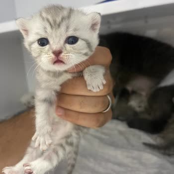 Petical Hayvan Hastanesi Para İçin Hayvanlarınıza Zarar Veriyor