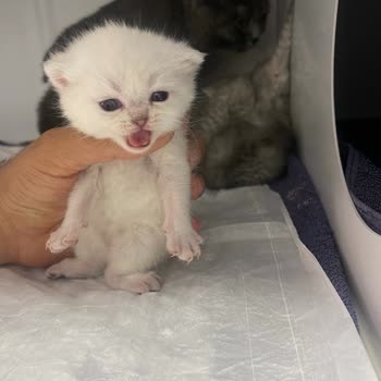 Petical Hayvan Hastanesi Para İçin Hayvanlarınıza Zarar Veriyor