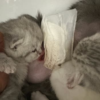 Petical Hayvan Hastanesi Para İçin Hayvanlarınıza Zarar Veriyor