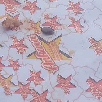 Öncü Döner Dürümden Karpuz Çekirdeği Çıktı