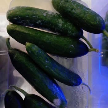 Beko 683721el Buzdolabı Sebze Ve Meyvelerimizi 3.4 Günde Bozuyor