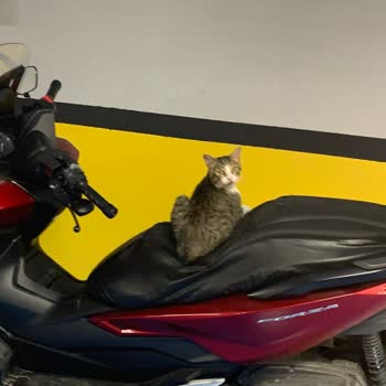 Kadıköy Belediyesi İlgilenilmeyen Kedi Köpek Konusu