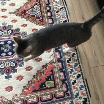 Kadıköy Belediyesi İlgilenilmeyen Kedi Köpek Konusu
