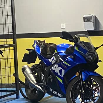 Kadıköy Belediyesi İlgilenilmeyen Kedi Köpek Konusu