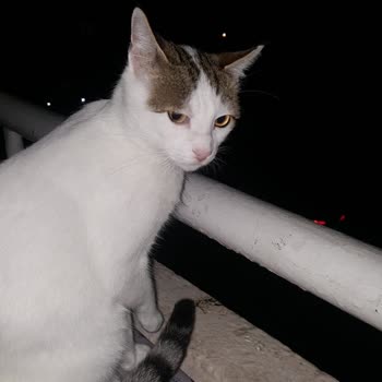 İBB - İstanbul Büyükşehir Belediyesi Kemerburgaz Hayvan Barınağının Umursamazlığı