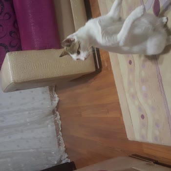 İBB - İstanbul Büyükşehir Belediyesi Kemerburgaz Hayvan Barınağının Umursamazlığı