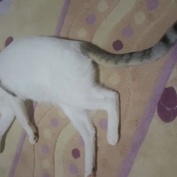 İBB - İstanbul Büyükşehir Belediyesi Kemerburgaz Hayvan Barınağının Umursamazlığı