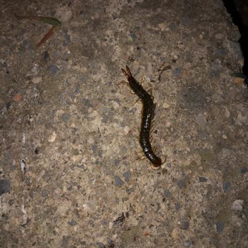 İzmir Gaziemir Belediyesi Bir An Önce İlaçlama Yapılsın