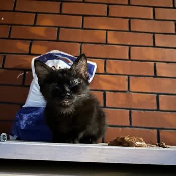 İstanbul Belediyesi'nin Duyarsızlığı Yüzünden Yavru Kedi Ölüme Terk Edildi