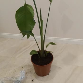 Bahçe Market Ürün Hasarı Ve Yetersiz Destek