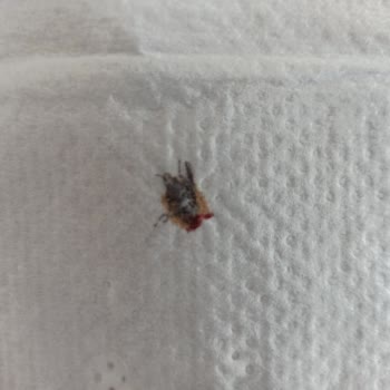 ebebek Sinekli Baby Me Bebek Bakım Örtüsü