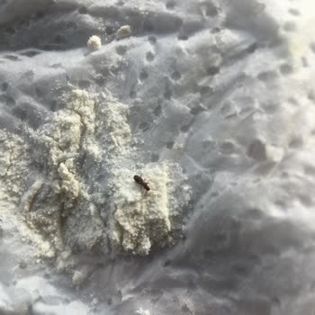 Söke Unda Gene Böcek Çıktı. Şaşırdık Mı? Hayır