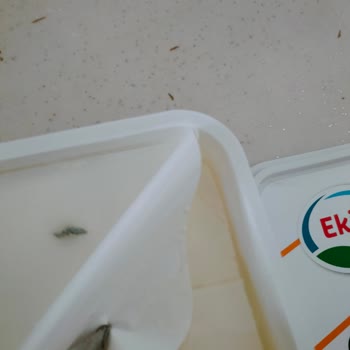 Ekici Peynir Küf Ve Kurt Çıktı