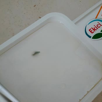 Ekici Peynir Küf Ve Kurt Çıktı