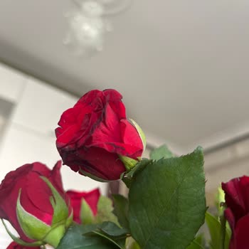 Çiçek Sepeti Solmuş Güller