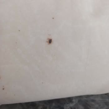 BİM'den Aldığım Connex Böreklik Yufkada Fare Pisliği