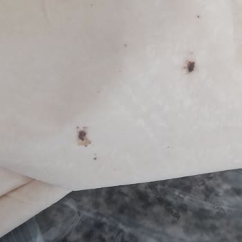 BİM'den Aldığım Connex Böreklik Yufkada Fare Pisliği