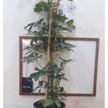 Çiçek Sepeti'nde Sanallar Şahane Gönderilenler Utandırıcı