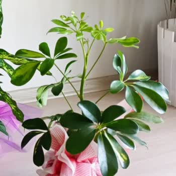 Çiçek Sepeti'nde Sanallar Şahane Gönderilenler Utandırıcı