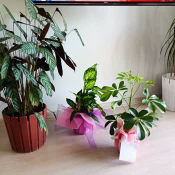 Çiçek Sepeti'nde Sanallar Şahane Gönderilenler Utandırıcı