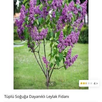 E-fidancım Babalar Gününde Gönderilen Leylak Fidanı