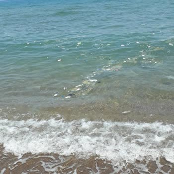 Çevre, Şehircilik Ve İklim Değişikliği Bakanlığı Çevre Deniz Ve Plajların Kirliliği