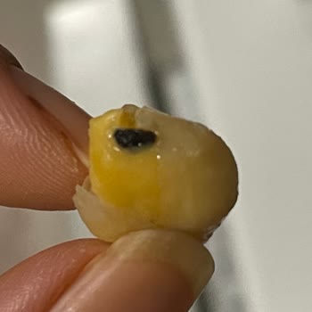 Yayla Bakliyat Yayla Nohutlar Piştikçe İçindeki Böcekler Ortaya Çıkıyor