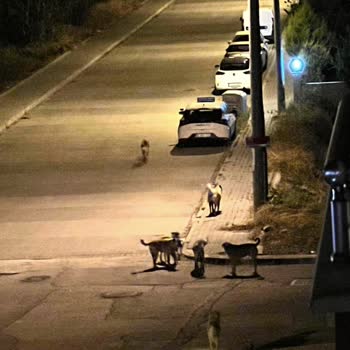 Balıkesir Büyükşehir Belediyesi Sokak Köpekleri Toplatılsın