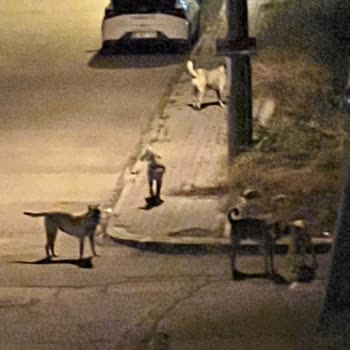 Balıkesir Büyükşehir Belediyesi Sokak Köpekleri Toplatılsın