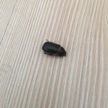 Club Nena Otel Başlı Başına Özensiz