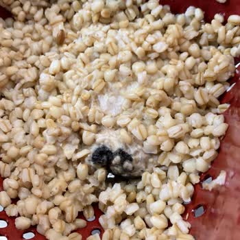 Yayla Bakliyat Küflü Yayla Haşlanmış Aşurelik Buğday