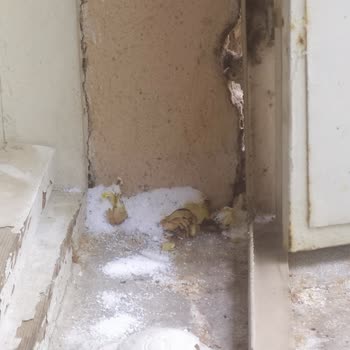 Detan Karınca Yemi İşe Yaramıyor